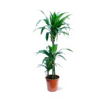 Dracaena Janet – 110 cm Height