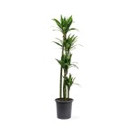 Dracaena Janet – 120 cm Height
