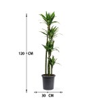 Dracaena Janet – 120 cm Height - Image 3