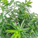 Dracaena Reflexa Jamaica – 150 cm Height - Image 2