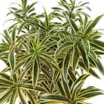 Dracaena Reflexa Pleomele – 110 cm Height - Image 2