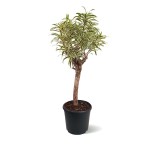 Dracaena Reflexa Pleomele – 110 cm Height