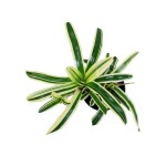 ⁦دراسينا ريڤلكسا (بليوميلي) – ارتفاع 25 سم⁩ - الصورة ⁦2⁩