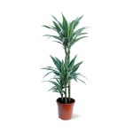 Dracaena White Stripe – 110 cm Height