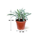 Dracaena White Stripe – 60 cm Height - Image 3