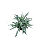 Dracaena White Stripe – 60 cm Height - Image 2
