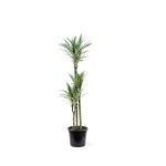 Dracaena White Stripe – 90 cm Height