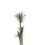 Dracaena White Stripe – 90 cm Height - Image 2