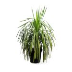 Dracaena Draco – 140 cm Height