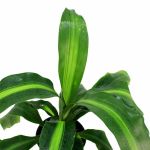 ⁦دراسينا فراجرانس ماسانجيانا – ارتفاع 40 سم⁩ - الصورة ⁦2⁩