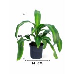 ⁦دراسينا فراجرانس ماسانجيانا – ارتفاع 40 سم⁩ - الصورة ⁦3⁩