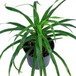 ⁦دراسينا ريفلكسا أنيتا – ارتفاع 40 سم⁩ - الصورة ⁦2⁩