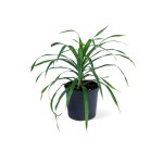 Dracaena Reflexa Anita – 40 cm Height