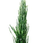 Euphorbia Trigona – 320 cm Height - Image 2