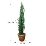 Euphorbia Trigona – 320 cm Height - Image 3