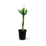 Euphorbia Trigona Green – 100 cm Height
