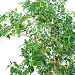 Ficus Benjamina – 180 cm Height - Image 2