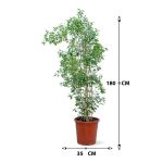 Ficus Benjamina – 180 cm Height - Image 3