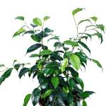 ⁦فيكس بنجامينا – ارتفاع 60 سم⁩ - الصورة ⁦2⁩