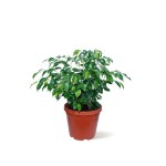 Ficus Benjamina – 80 cm Height