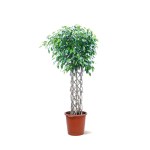 فيكس بنجامينا – ارتفاع 170 سم