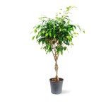 Ficus Benjamina Braid – 140 cm Height