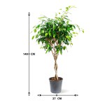 Ficus Benjamina Braid – 140 cm Height - Image 3