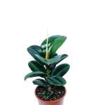 Ficus Robusta – 55 cm Height - Image 2