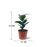 Ficus Robusta – 55 cm Height - Image 3