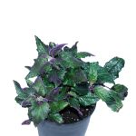 Gynura – 25 cm Height - Image 2