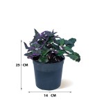 Gynura – 25 cm Height - Image 3