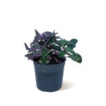 Gynura – 25 cm Height