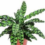 Goeppertia Insignis – 40 cm Height - Image 2