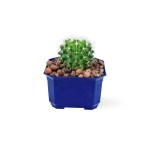 Golden Barrel Cactus – 18 cm (Blue Pot)