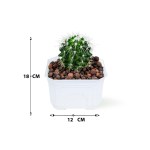 ⁦الصبار الذهبي - 18 سم (وعاء أبيض)⁩ - الصورة ⁦3⁩