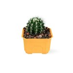 Golden Barrel Cactus – 18 cm (Yellow Pot)