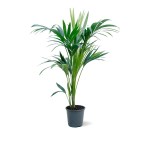 Howea Forsteriana – 100 cm Height