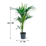 Howea Forsteriana – 100 cm Height - Image 3