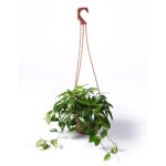 Hoya Plant – 16 cm Height