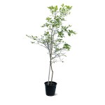 Lemon Tree – 200 cm Height