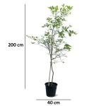 Lemon Tree – 200 cm Height - Image 3