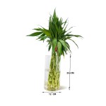 Lucky Bamboo – 20 Stems Bundle - Image 3