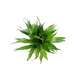 Lucky Bamboo – 20 Stems Bundle - Image 2