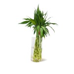 Lucky Bamboo – 20 Stems Bundle