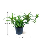 Nidularium – 35 cm Height - Image 3