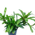 Nidularium – 35 cm Height - Image 2