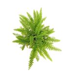 Nephrolepis Exaltata – 35 cm Height - Image 2