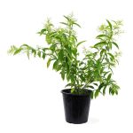 Night Blooming Jasmine - 25 cm Height