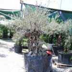 Olive Tree – 250 cm Height