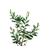 Olive Tree – 60 cm Height - Image 2